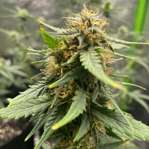 Gorilla glue 4 growlog timeline photo
