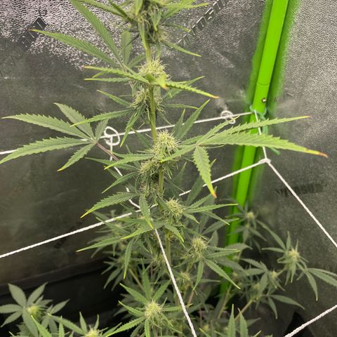 Gorilla glue 4 growlog timeline photo