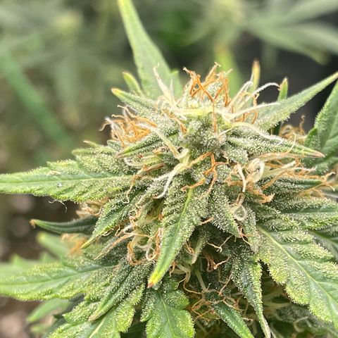 Gorilla glue 4 growlog timeline photo