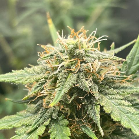 Gorilla glue 4 growlog timeline photo