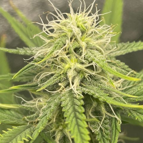 Gorilla glue 4 growlog timeline photo