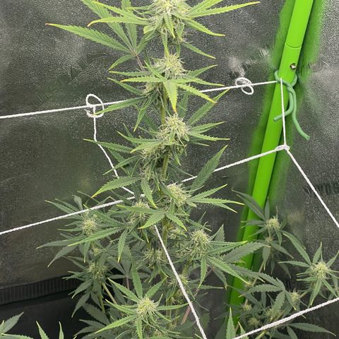 Gorilla glue 4 growlog timeline photo