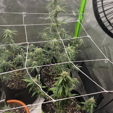 Gorilla glue 4 growlog timeline photo