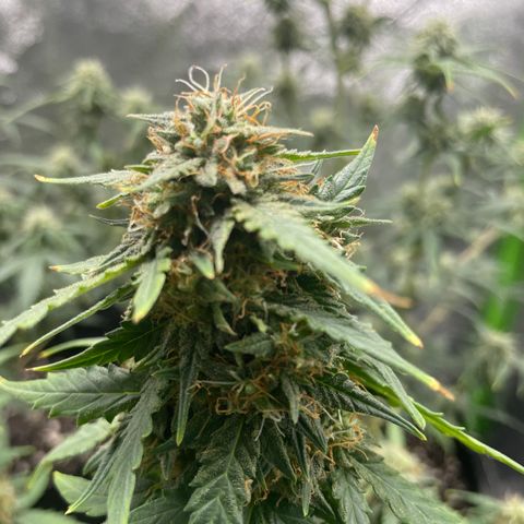 Gorilla glue 4 growlog timeline photo