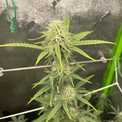 Gorilla glue 4 growlog timeline photo