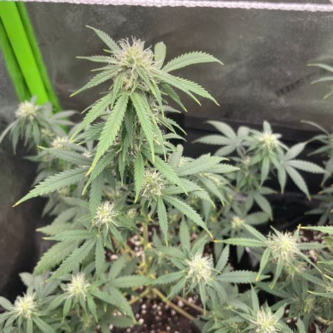 Gorilla glue 4 growlog timeline photo