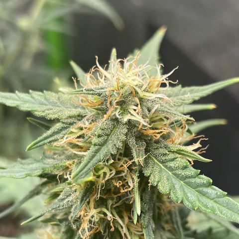 Gorilla glue 4 growlog timeline photo