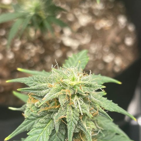Gorilla glue 4 growlog timeline photo