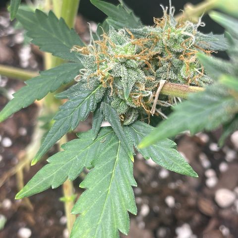 Gorilla glue 4 growlog timeline photo