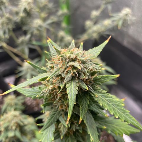 Gorilla glue 4 growlog timeline photo