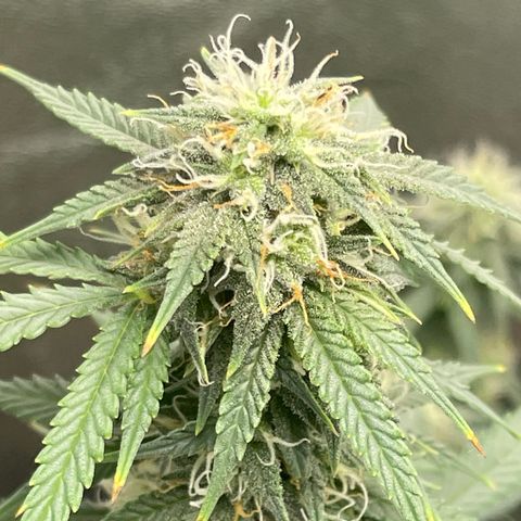 Gorilla glue 4 growlog timeline photo