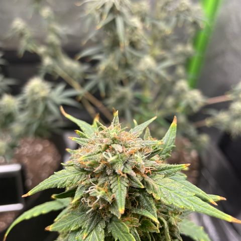 Gorilla glue 4 growlog timeline photo