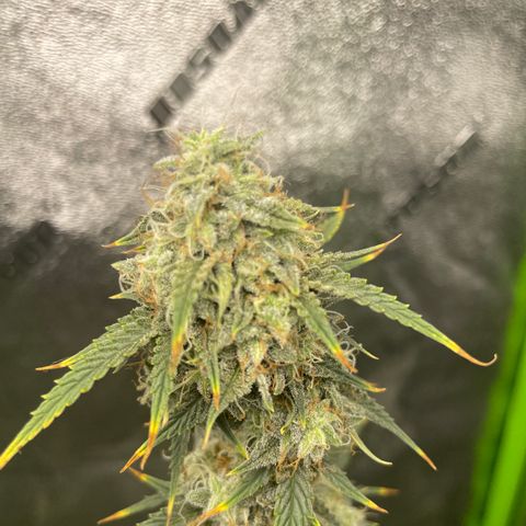 Gorilla glue 4 growlog timeline photo