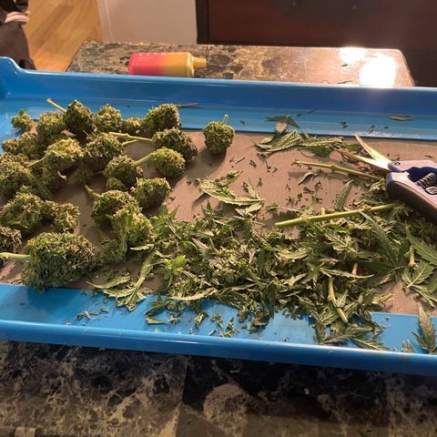 Gorilla glue 4 growlog timeline photo
