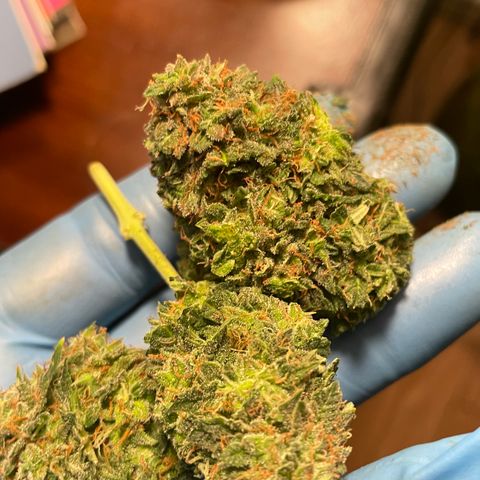 Gorilla glue 4 growlog timeline photo