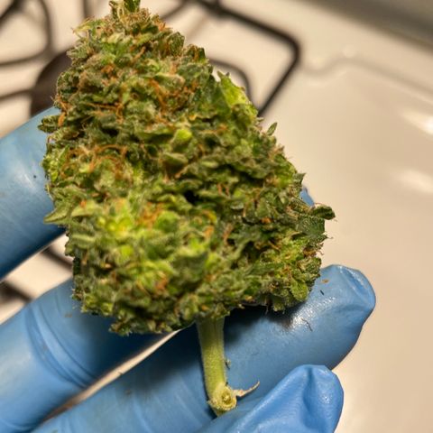 Gorilla glue 4 growlog timeline photo