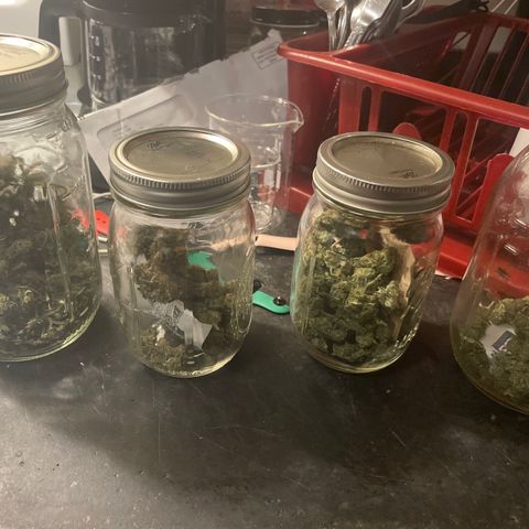 Gorilla glue 4 growlog timeline photo
