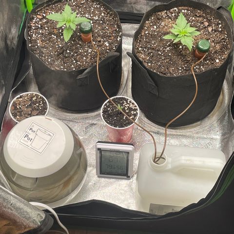 Little Ike,Decklyn, Sherwood  growlog timeline photo