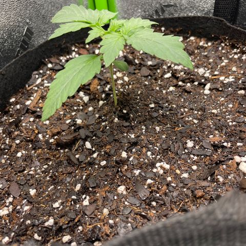 Little Ike,Decklyn, Sherwood  growlog timeline photo