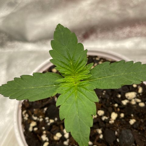 Little Ike,Decklyn, Sherwood  growlog timeline photo