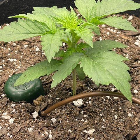 Little Ike,Decklyn, Sherwood  growlog timeline photo