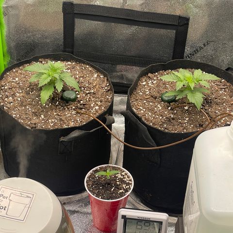 Little Ike,Decklyn, Sherwood  growlog timeline photo