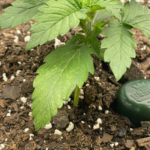 Little Ike,Decklyn, Sherwood  growlog timeline photo