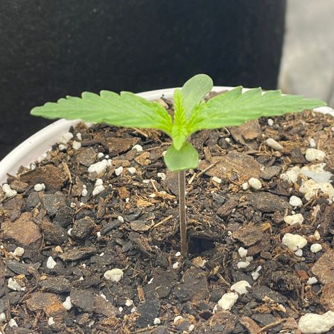 Little Ike,Decklyn, Sherwood  growlog timeline photo