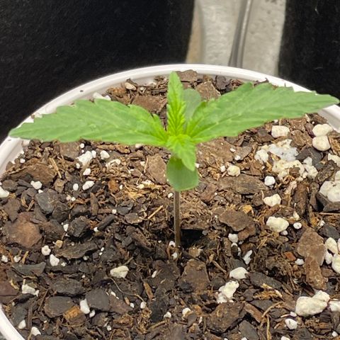 Little Ike,Decklyn, Sherwood  growlog timeline photo