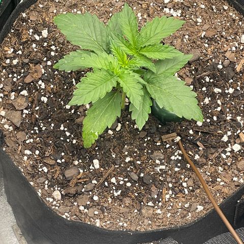 Little Ike,Decklyn, Sherwood  growlog timeline photo
