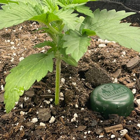 Little Ike,Decklyn, Sherwood  growlog timeline photo