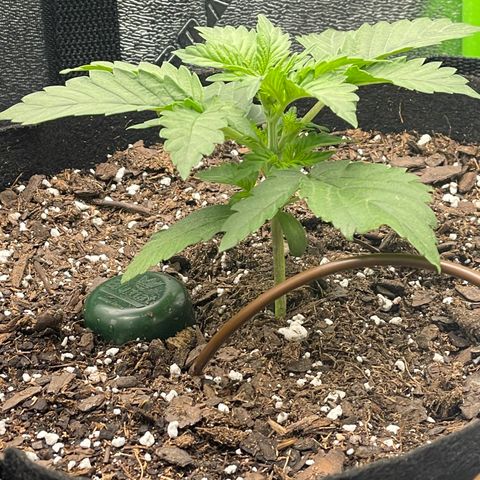 Little Ike,Decklyn, Sherwood  growlog timeline photo