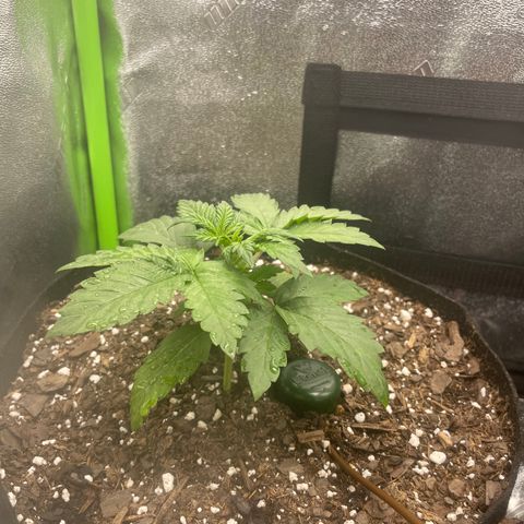 Little Ike,Decklyn, Sherwood  growlog timeline photo