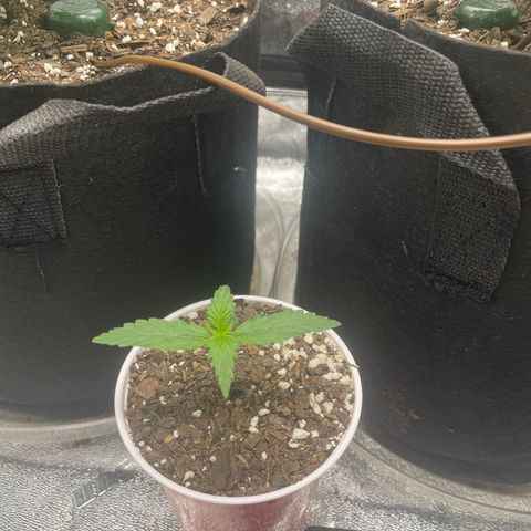 Little Ike,Decklyn, Sherwood  growlog timeline photo
