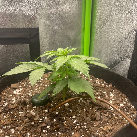 Little Ike,Decklyn, Sherwood  growlog timeline photo
