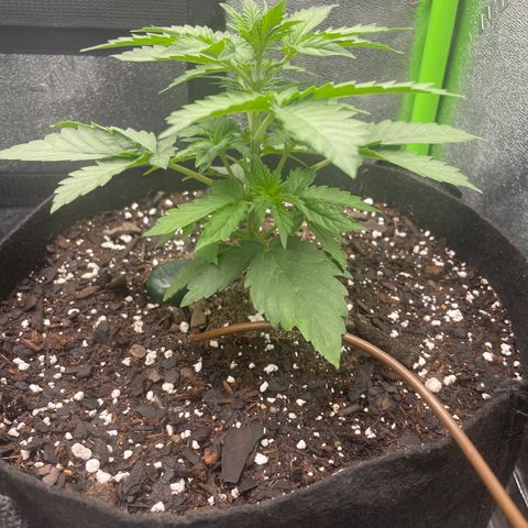 Little Ike,Decklyn, Sherwood  growlog timeline photo
