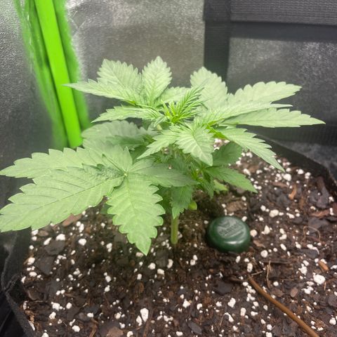 Little Ike,Decklyn, Sherwood  growlog timeline photo