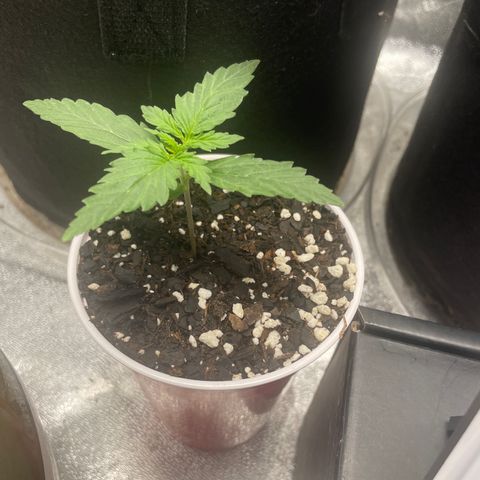 Little Ike,Decklyn, Sherwood  growlog timeline photo
