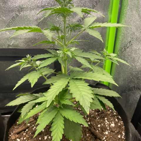 Little Ike,Decklyn, Sherwood  growlog timeline photo