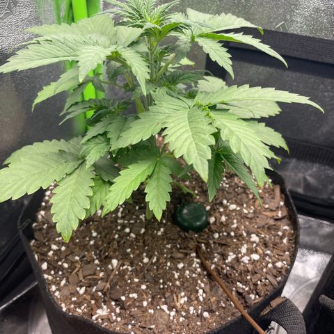 Little Ike,Decklyn, Sherwood  growlog timeline photo