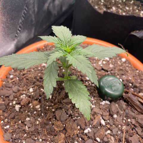 Little Ike,Decklyn, Sherwood  growlog timeline photo