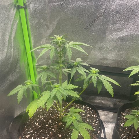 Little Ike,Decklyn, Sherwood  growlog timeline photo