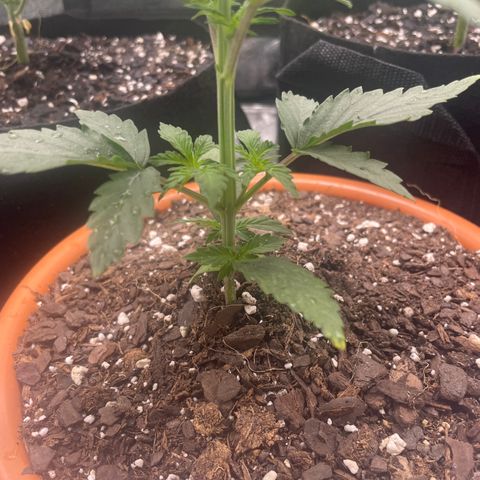 Little Ike,Decklyn, Sherwood  growlog timeline photo
