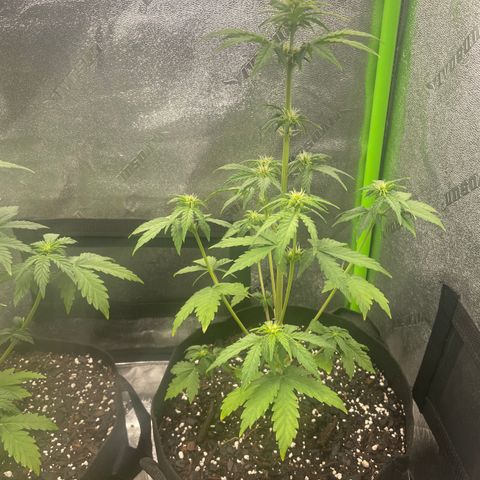 Little Ike,Decklyn, Sherwood  growlog timeline photo