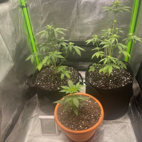 Little Ike,Decklyn, Sherwood  growlog timeline photo