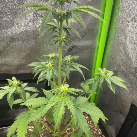 Little Ike,Decklyn, Sherwood  growlog timeline photo