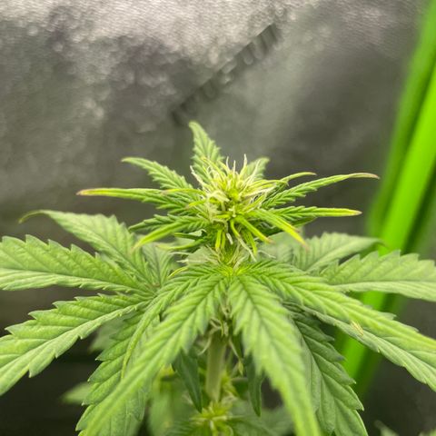 Little Ike,Decklyn, Sherwood  growlog timeline photo