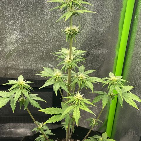 Little Ike,Decklyn, Sherwood  growlog timeline photo