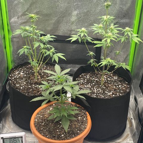 Little Ike,Decklyn, Sherwood  growlog timeline photo