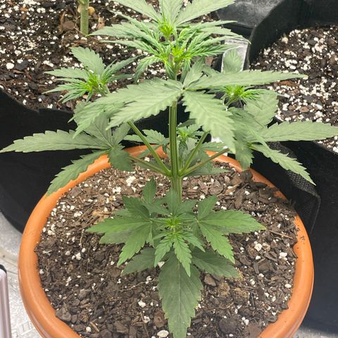 Little Ike,Decklyn, Sherwood  growlog timeline photo